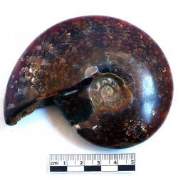 Ammonite Phylloceras de Madagascar
