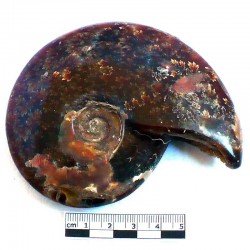Ammonite Phylloceras de Madagascar