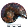 Ammonite Phylloceras de Madagascar