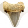 Dent de requin du Maroc 6cm - fossile de collection