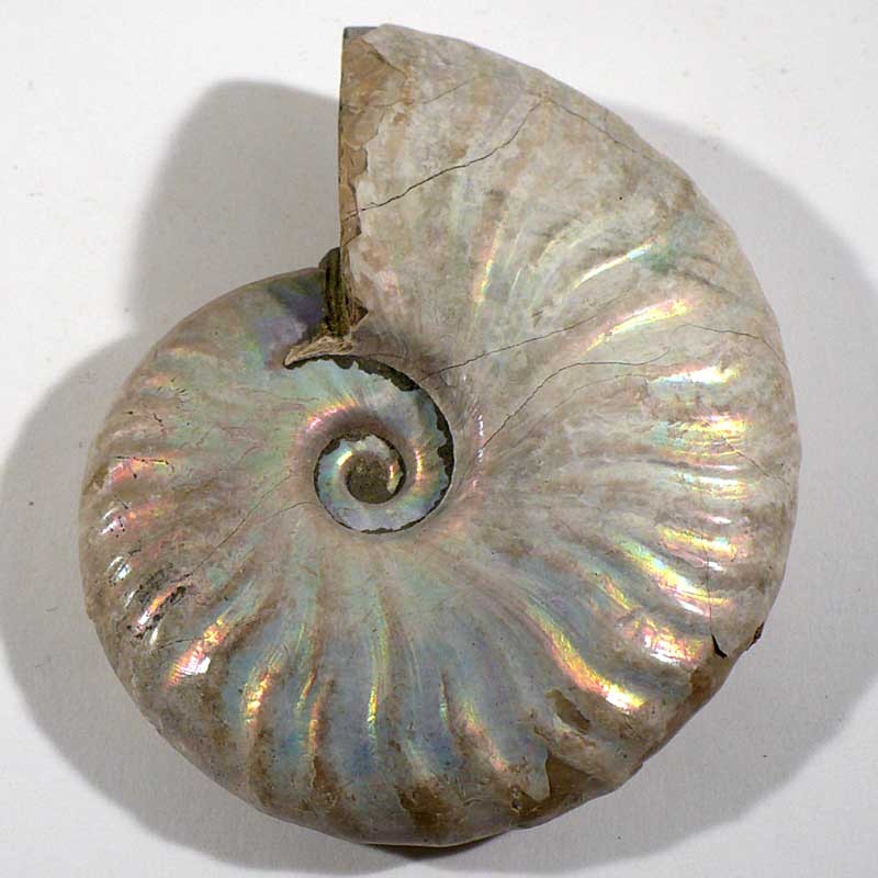 Ammonite Cleoniceras nacrée de Madagascar 7cm - fossile de collection Ammonite Cleoniceras nacrée de Madagascar 7cm - fossile de collection