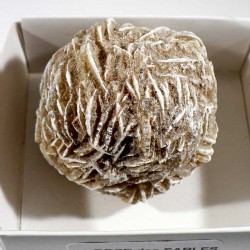 Rose des sables du Mexique - boite de collection 6cm