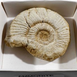 Ammonite de France - boite de collection 6cm