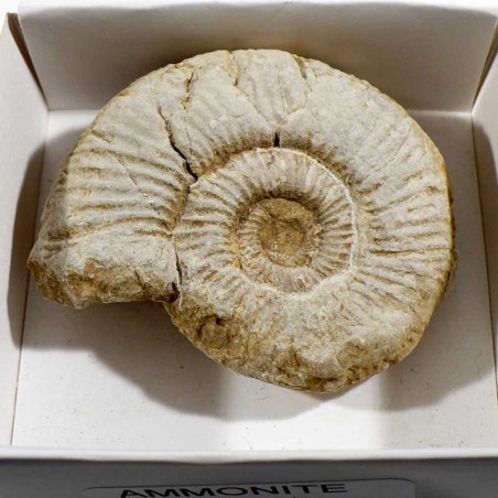 Ammonite de France - boite de collection 6cm Ammonite de France - boite de collection 6cm