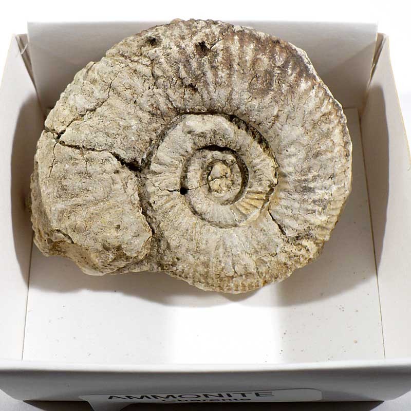 Ammonite de France - boite de collection 6cm