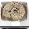 Ammonite de France - boite de collection 6cm