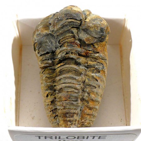 Trilobite du Maroc - boite de collection 4cm