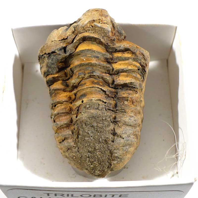 Trilobite du Maroc - boite de collection 4cm